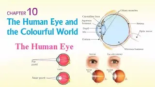 Class - 10 | Science | Chapter -&nbsp;10 | The Human Eye and the Colourful World | The  Human l