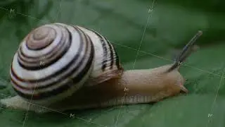 Common garden snail crawls on green leaf