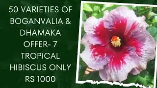 50 Varieties of Boganvalia & Dhamaka Offer- 7 Tropical Hibiscus only Rs 1000( With ID).