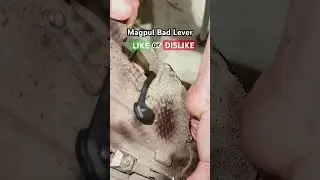 Magpul Bad Lever, Good Upgrade or Bad Investment? #magpul #shorts #shooting #hunting #outdoors