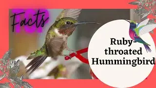 Ruby-throated Hummingbird facts 🦜 spends winter in Central America Mexico Florida migrates to Canada