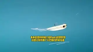 本来是想介绍Flash J这款软饵，没想让我找到了火巴斯托的命名者#路亚软饵 #火巴斯托 #鬼教授路亚  #游钓江湖