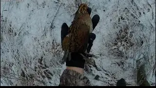 Quail hunting in the snow 