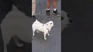 IShowSpeed vs Dog 😂🤣😆 #shorts
