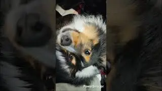 犬なのに遠吠えのあと「にゃん」って言っちゃうw