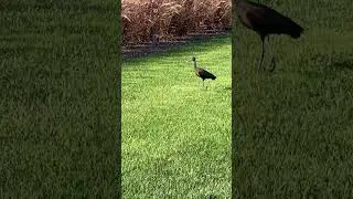 🦅ПРИЛЕТЕЛА НЕОБЫЧНАЯ ПТИЦА WILD BIRD FLYING TO US #birds #bird #wildlife #птица #flying #птицы