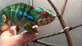 Friendly Ambilobe Panther Chameleon
