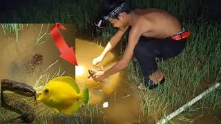 Finding baby frog,  crab, eel, turtle, big fish in small lake at night for food #fishing #frog
