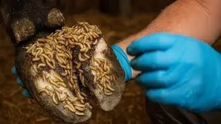 This Cow&rsquo;s Hoof Looked Fine&hellip; Until We Opened It 😱 | Shocking Hoof Discovery