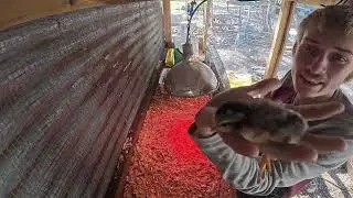 brooder safety heat lamps