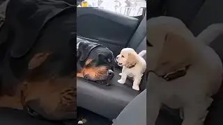 funniest US 🇺🇲 pets moments:😂😂#reels #viral #trending #fyp#fypviral#explore#funnyvideos #viralvideos