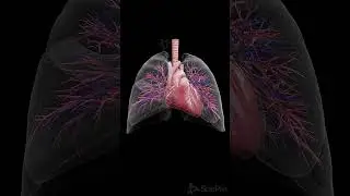 💓The Beating Heart and Breathing Lung: Perfect Harmony 💓  #anatomy