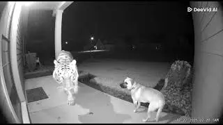 Dog gets scared by a Wild Tiger! #shorts