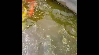 koi indukan jumbo slayer