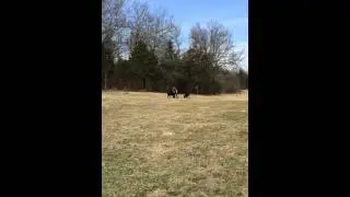 Long Distance Commands - Service Dogs By Warren Retrievers