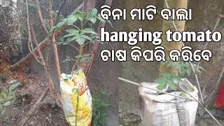 ବିନା ମାଟି ବାଲା hanging tomato ଚାଷ କିପରି କରିବେ 