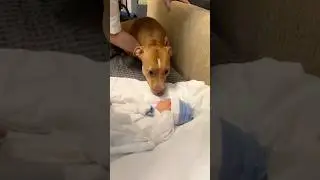 When a dog sees a newborn baby for the first time ❤️#dog #baby #love #pets