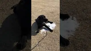 10Feb2026y sougou Hidix #labrador #puppy #blacklabrador