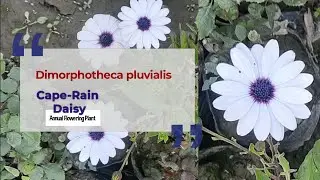Dimorphotheca pluvialis, Cape-Rain Daisy