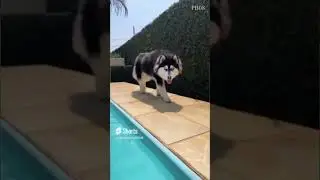 Expectation VS Reality of husky LOL #airrobo #husky #shorts #dog #huskypuppy #dogs #doglover