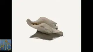 jn0061-15 Fossil Gastropod Aporrhais scaldensis