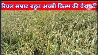रियल सम्राट धान के बारे में जो कि अक्षय किस्म की ब्राइट है@AmitBeejBhandarM