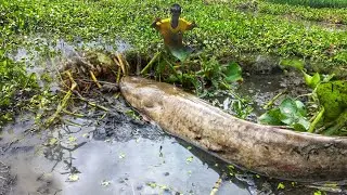 Top 10 Hand Fishing Video 2023 || Amazing Catches Many Catfish By Hand In Mud Water