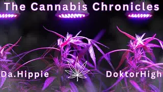 The Cannabis Chronicles With Da.Hippie & Doktor High