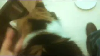 Happy catty.
