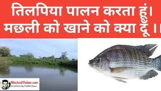 तिलपिया मछली का खाना कैसे तैयार करें। tilapia fish feeding chart | tilapia fish farming