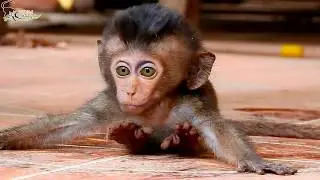 Pity Baby Lori Still Cry Call mom, Baby Sharking Body When Walking.