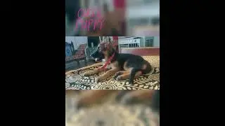 CUTE PUPPY........❤️❣️❣️.......||LILY-the gsd