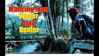 Mancing Ikan Benter Atau Ikan Wader #storymancing #mancing #mancingbenter