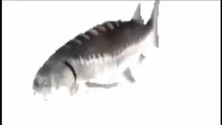 low quality fish spinning from low quality to high