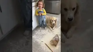 Dog&rsquo;s Guilty Look vs Toddler&rsquo;s Denial: Kitchen Chaos Caught!