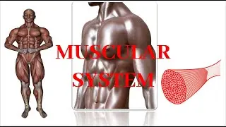Introduction to Muscular System| Recorded Lecture Video for Medical students