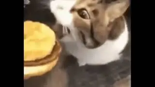 here kitty, you can has cheeseburger no audio