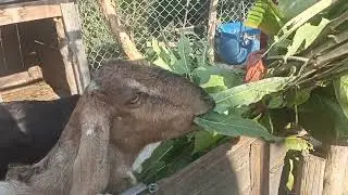 Our domestic companions enjoying green fodder early morning 🌄🏡❤️ ||Sneak peak into our farm🌿❤️||