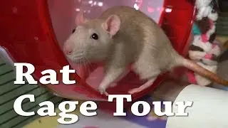 Rat Cage Tour