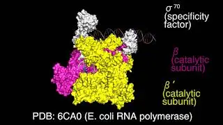 E. coli RNA polymerase (PDB: 6CA0)