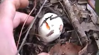 Agaricus silvicola