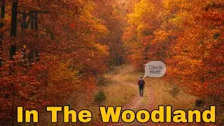 Walking Amongst Trees #woodland #walk #mindfulness #relaxiation #asmr
