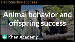 Animal behavior and offspring success | Middle school biology | Khan Academy