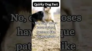 9 Amazing Dog Facts from @ShortFactWizard
