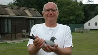 HERBOTS TV / Van Hove-Uytterhoeven (Putte): 1st National Limoges 15,950 old birds 2020