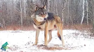 Wolf pack in a northern Minnesota winter