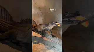Kasih makan soa part 1 #soalayar #hidrosaurus #animals #reptiles