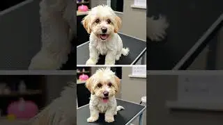 Fluffy Dog Gets Gorgeous Grooming Makeover! 🐶✨  Amazing Transformation!