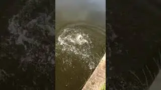 ПОДАЧА🦈!