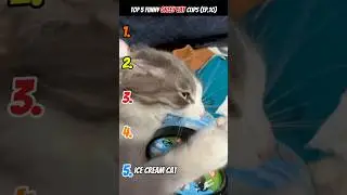 Рейтинг жадных / голодных котов 🤣🤣🤣 #кот #видео с кошками #смешно #развлекательныеживотные #смешн...